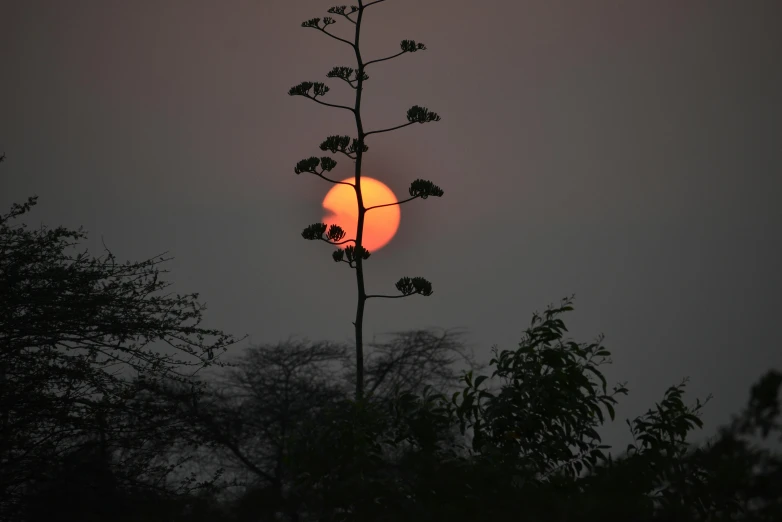 the sun setting on an overcast day behind some trees