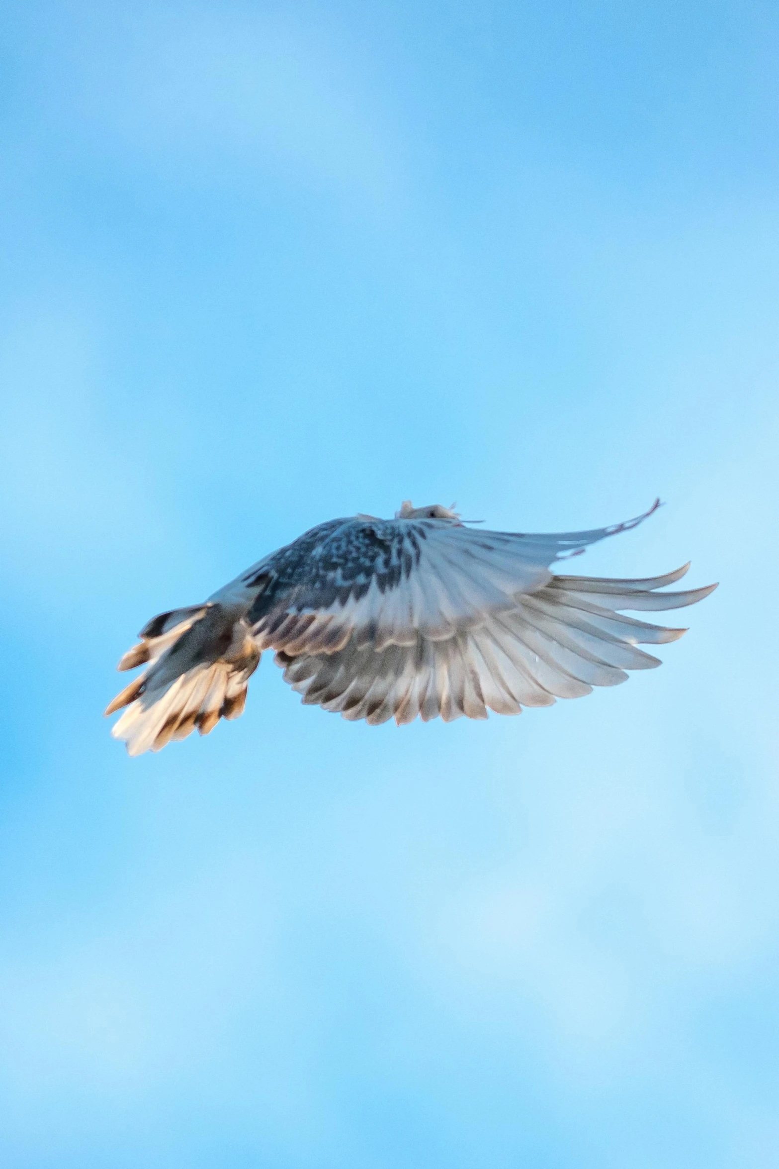 a bird flying through the air with its wings spread