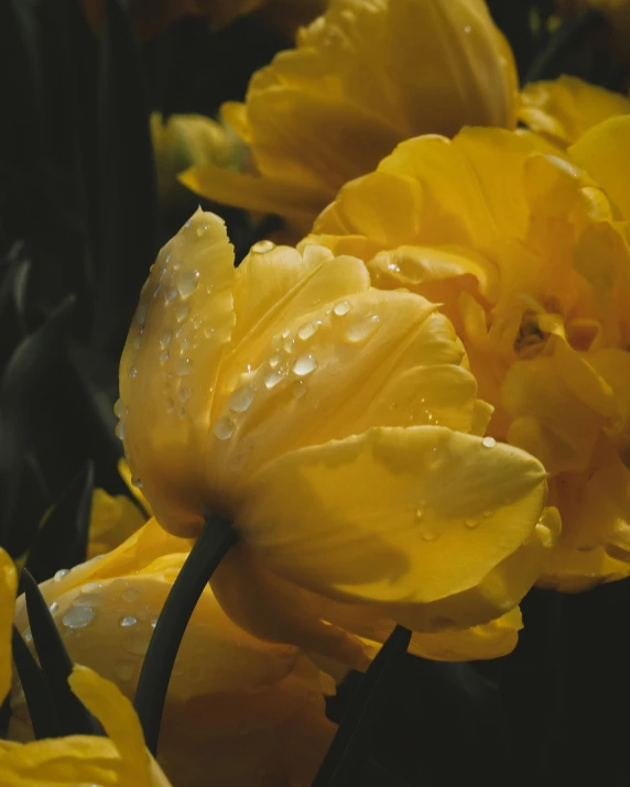 yellow flowers have been opened and water droplets