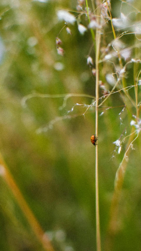 a lady bug on the tip of a tall stem