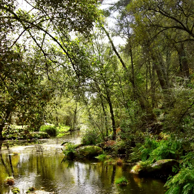 the river is flowing quickly through the wooded area