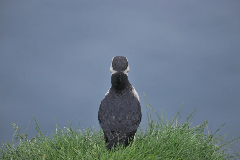 a black bird sitting on top of a lush green hillside