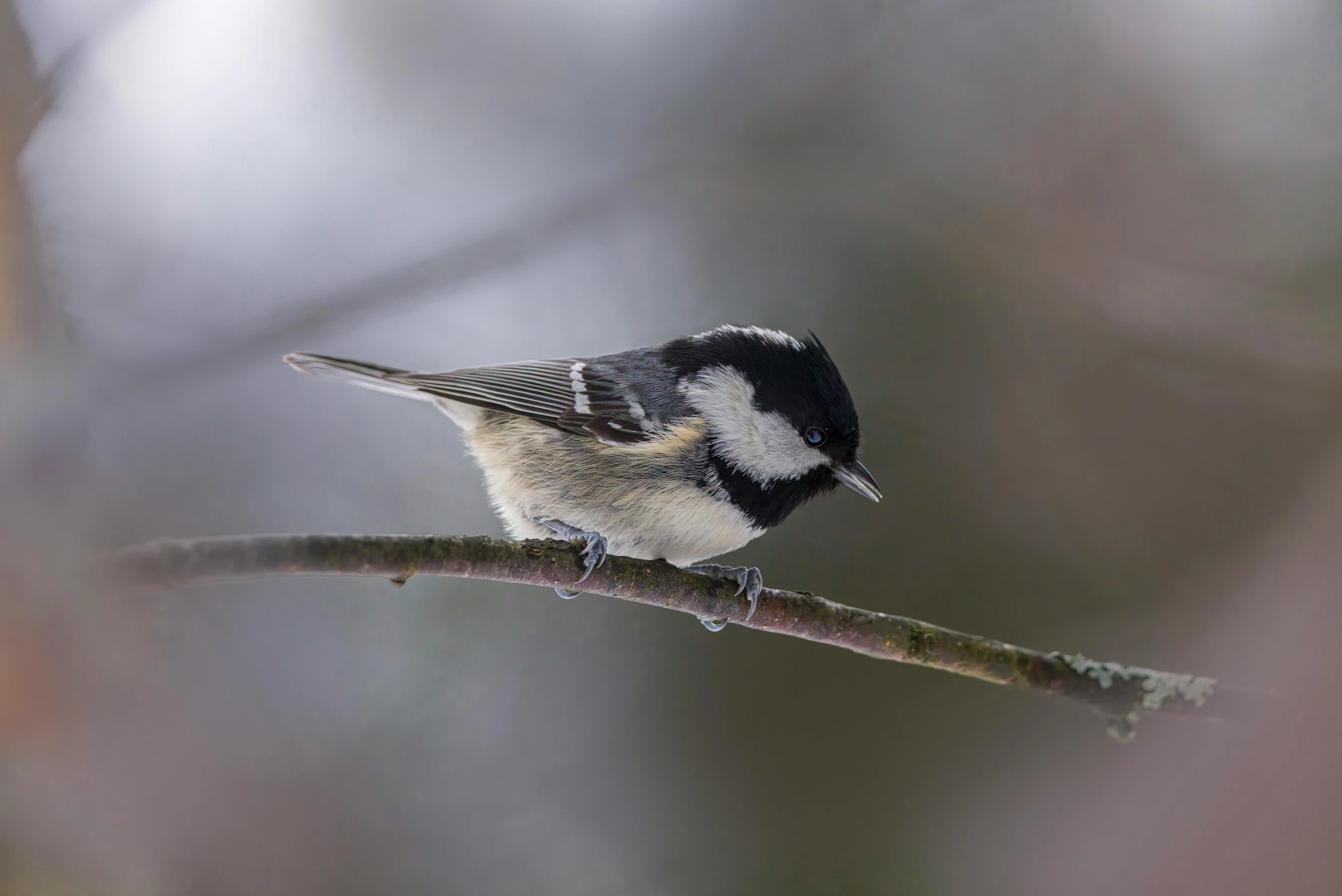 a bird that is sitting on a nch