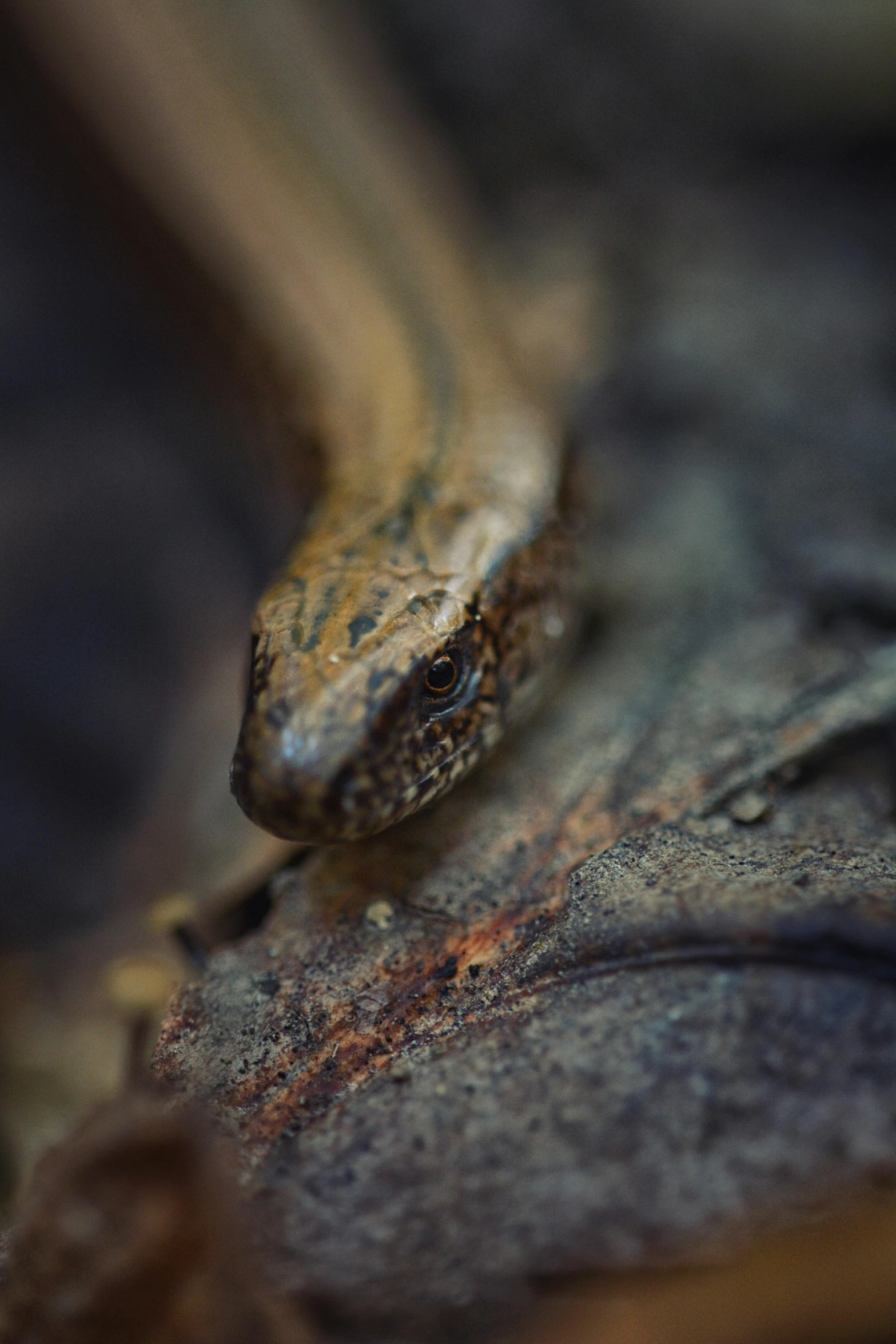 a small brown and white lizard is standing up