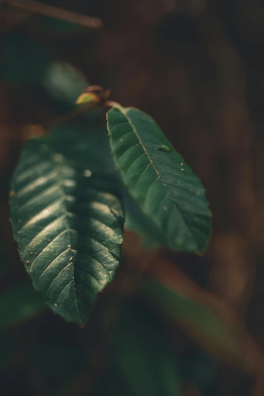 a green leaf is in the foreground with other leaves in the background