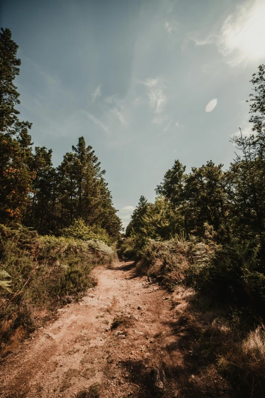 a dirt trail is surrounded by trees