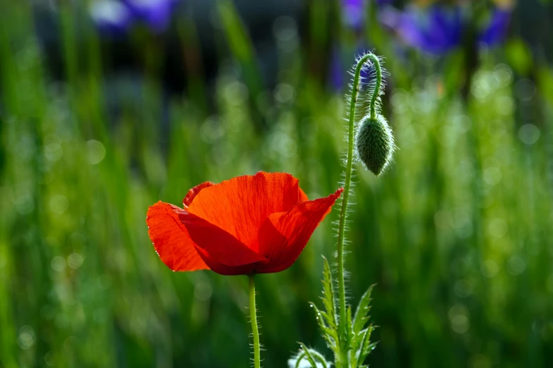 a flower that is standing in the grass