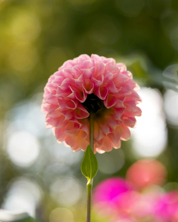 pink flowers that have a green stem growing in the center