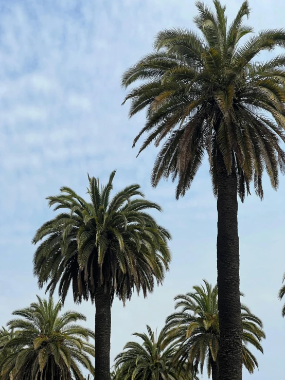 a group of palm trees on the side of a road