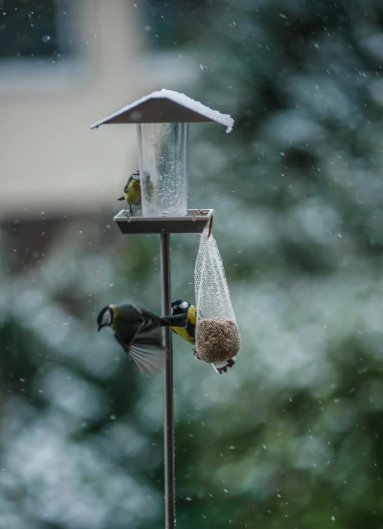 two small birds hanging off of a bird feeder