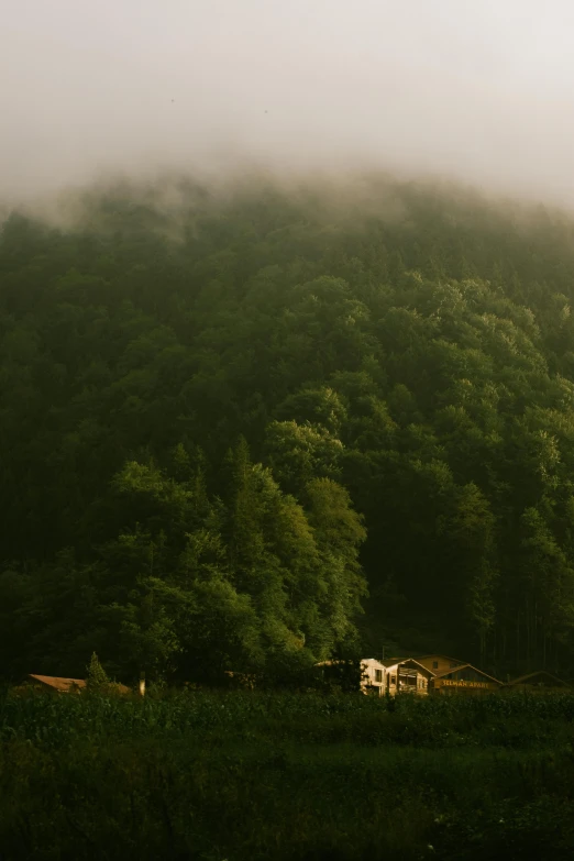 a lush green forest covered in a foggy sky