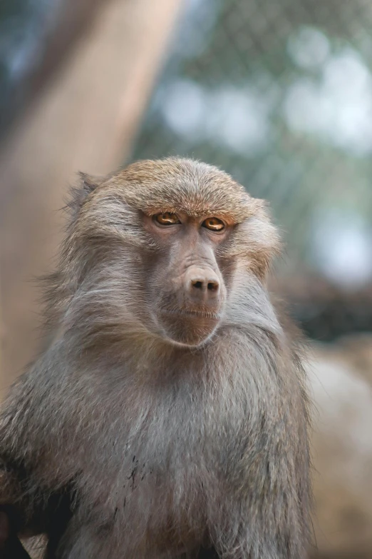 a monkey with long hair looking forward