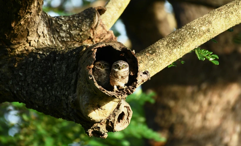 a small owl in a hole in a tree