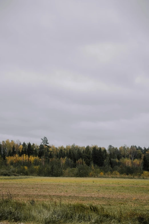 a herd of animals in a field of grass