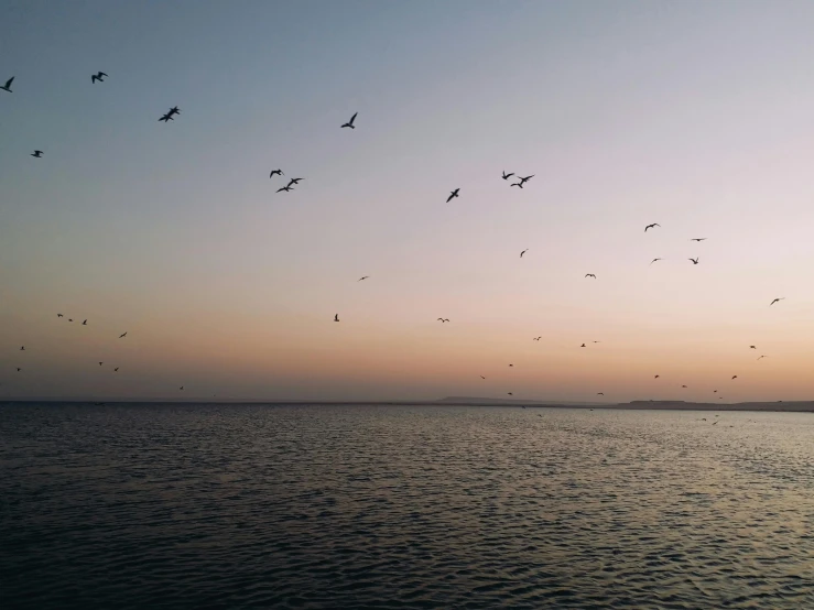 a flock of birds flying over the water at dusk