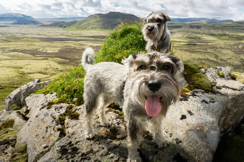 two white dogs standing on the side of a rocky hill