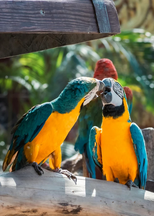 two blue and yellow birds are perched on a wooden perch