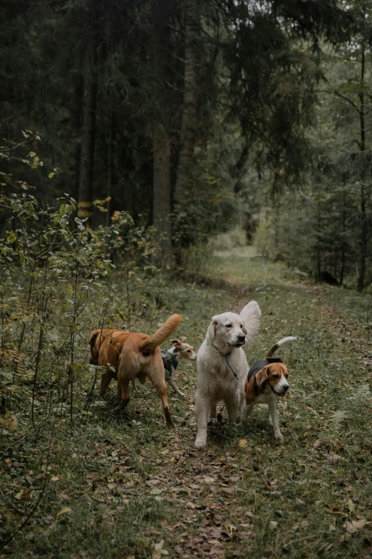 four dogs are in the woods playing and running