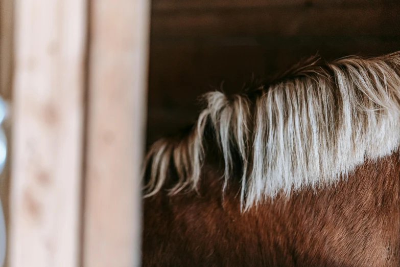 a brown horse looking through a stable door