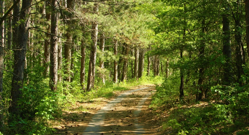 a dirt road in the middle of a forest with lots of trees