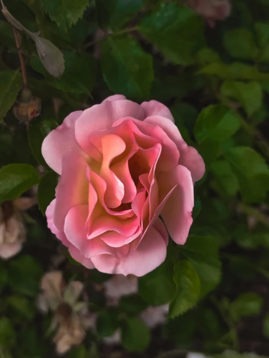 a pink rose is being shown in the foreground