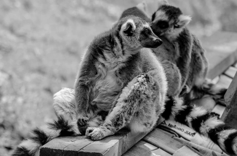 two baby lemurons perched on the back of a bench