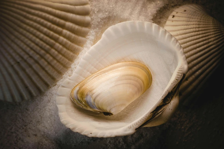 an oyster shell resting on a sandy surface