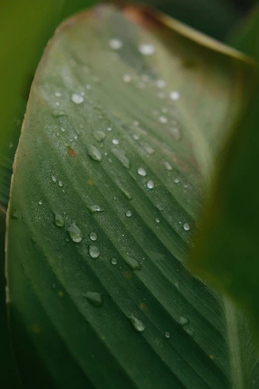 dew covered grass is in the foreground, with one droplet on it