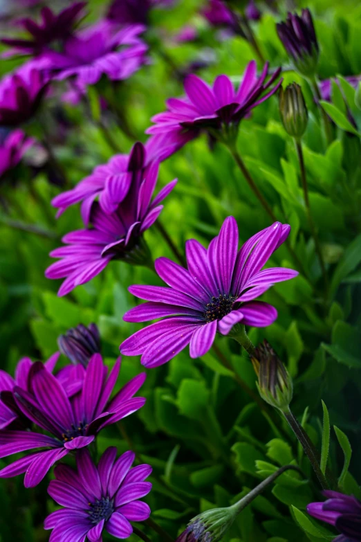 purple flowers with green leaves around them