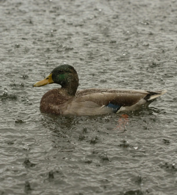 a duck is floating on the water while it rains