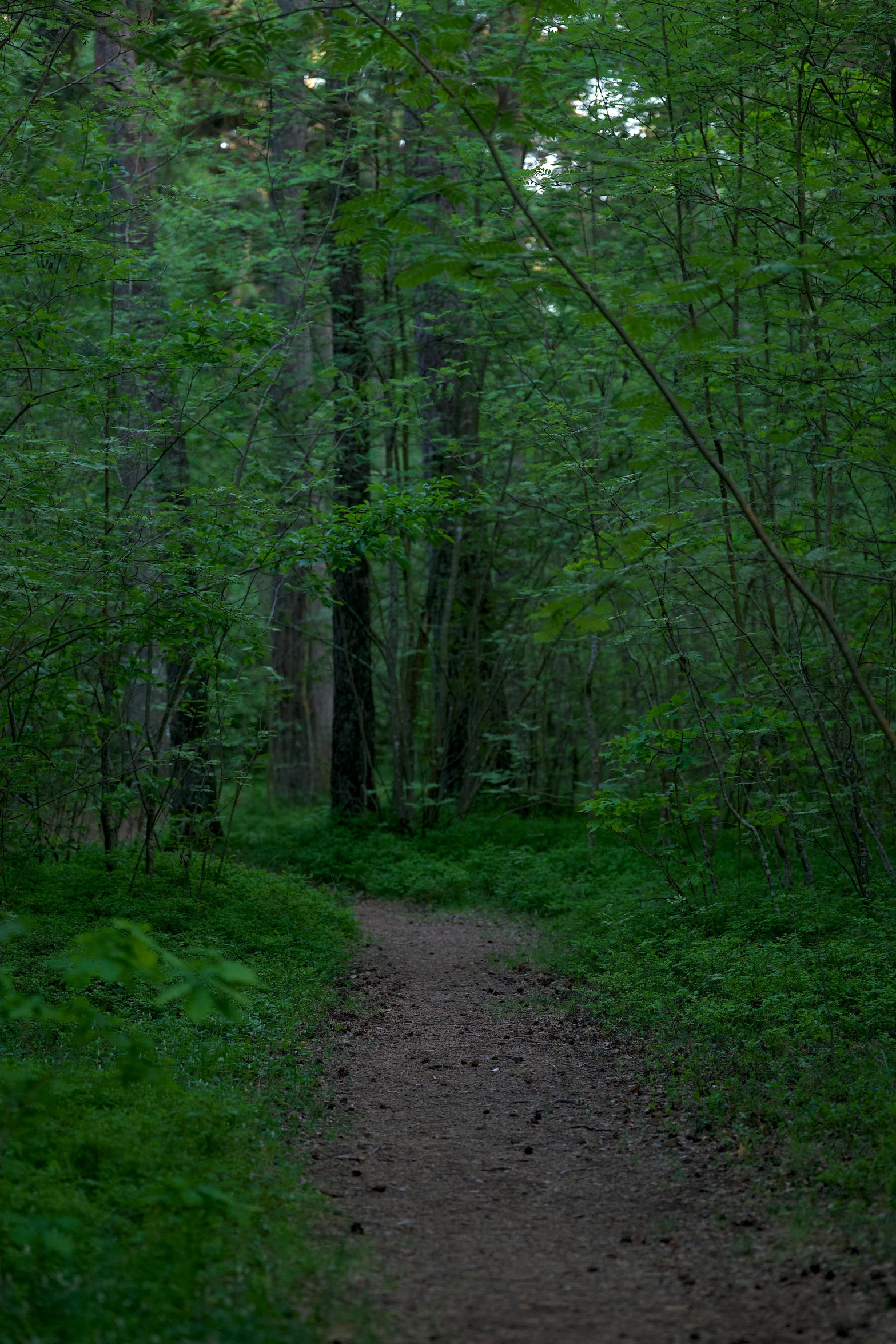 a path is in the middle of an empty, wooded area