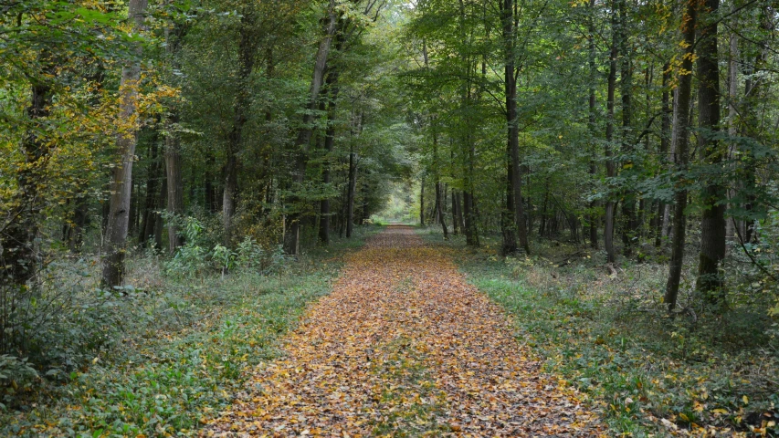 a road that is surrounded by trees with a dirt pathway between it