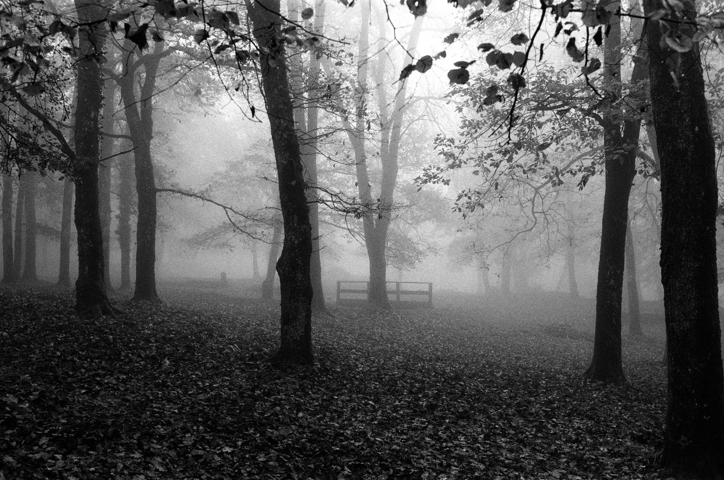 a black and white po of trees with fog