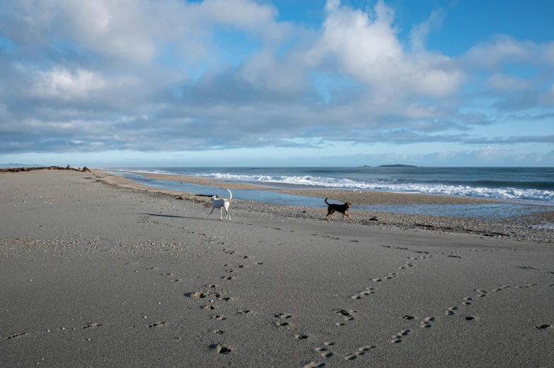 two dogs are walking along the beach on an overcast day