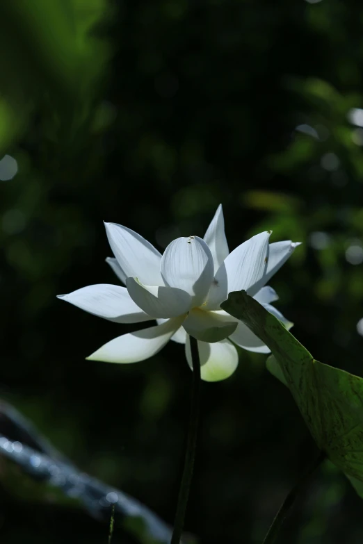 the white water lily is blooming from the top