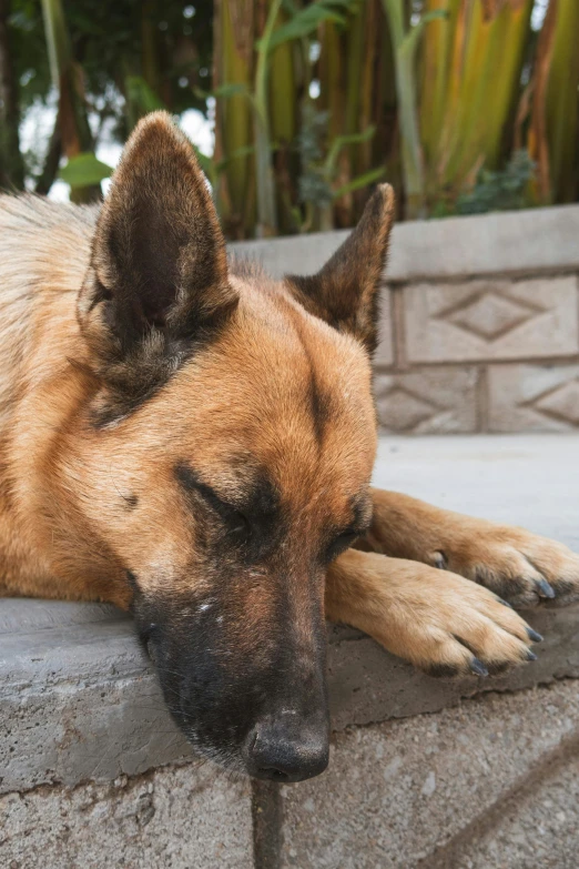 a dog laying down in front of a concrete wall