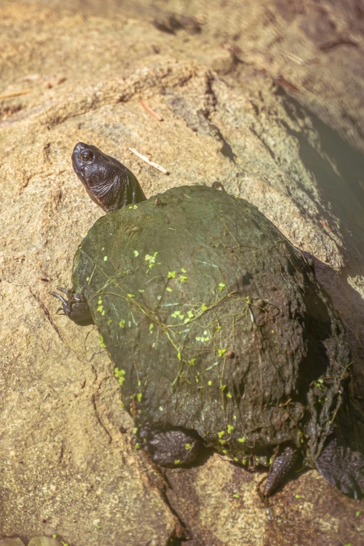 the turtle is laying on top of the rock