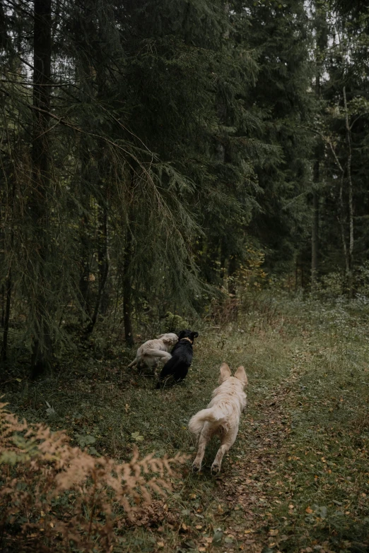 two dogs in a grassy area next to trees