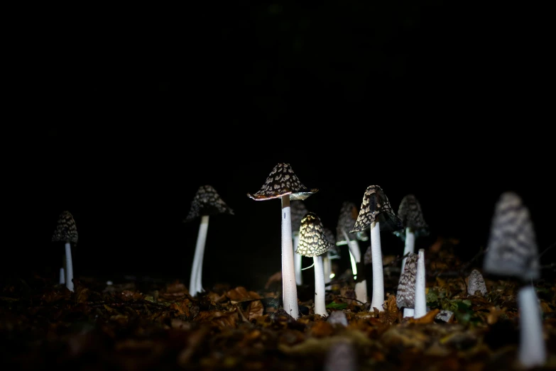 a po of mushrooms that are glowing in the dark