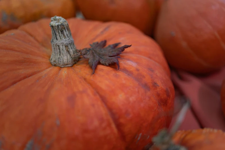 a bunch of little orange pumpkins all stacked together