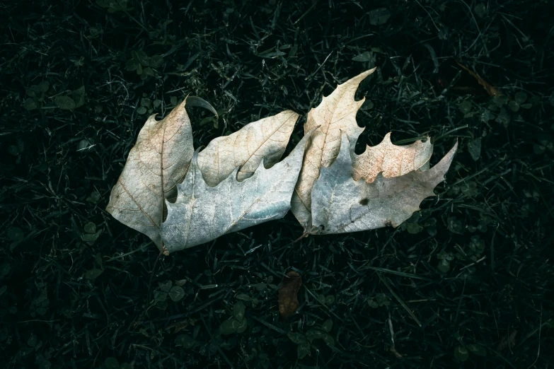 two pieces of white cloth covered in snow lying on the grass