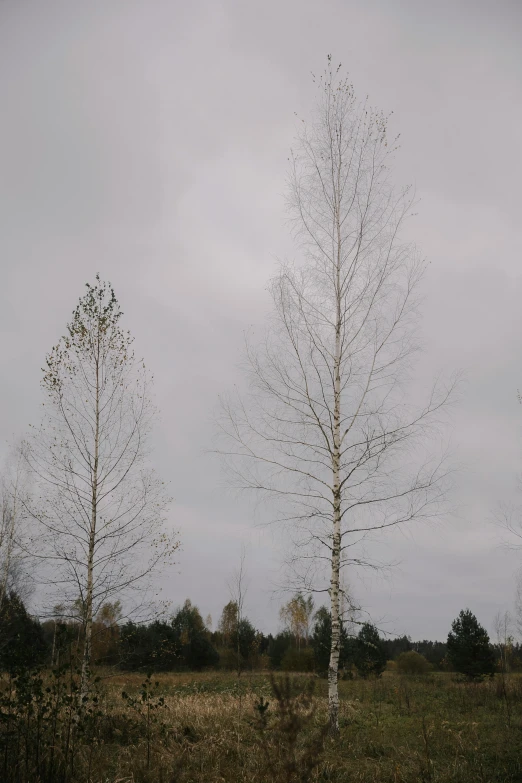 three bare trees stand in a grassy field