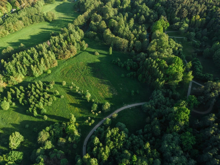 aerial view of an expanse of tree covered area