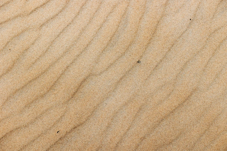 an image of a sand dune pattern with a white seagull flying over it