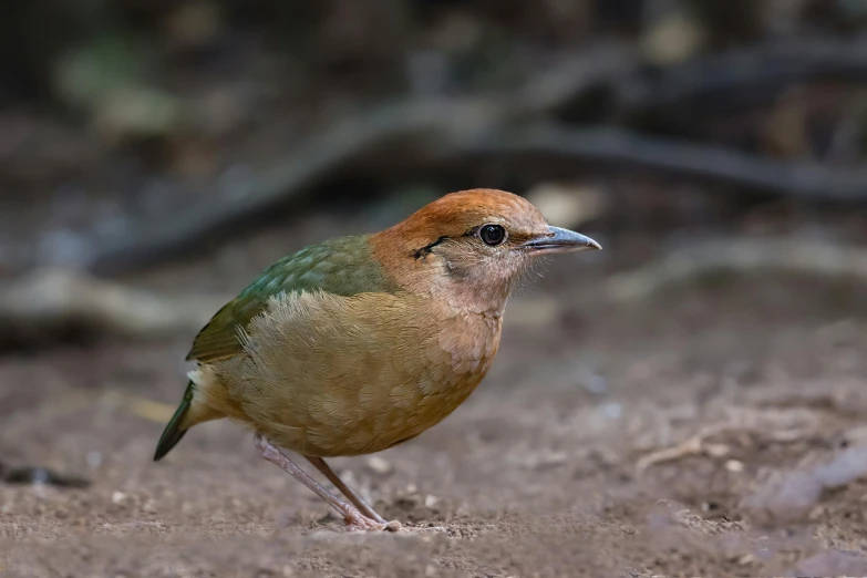 a bird on the ground looking out