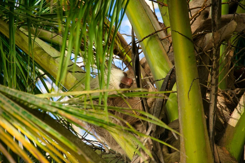 a bird that is on top of a tree