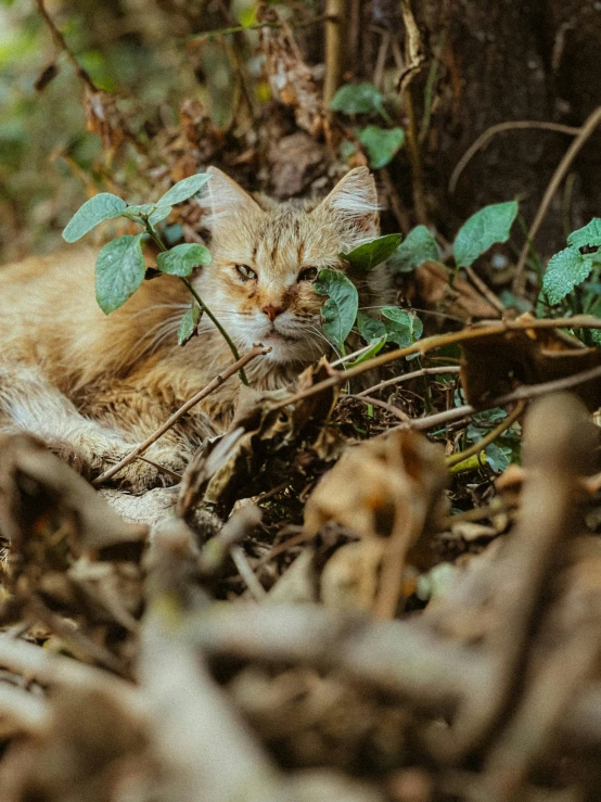 a small orange cat lying on the ground