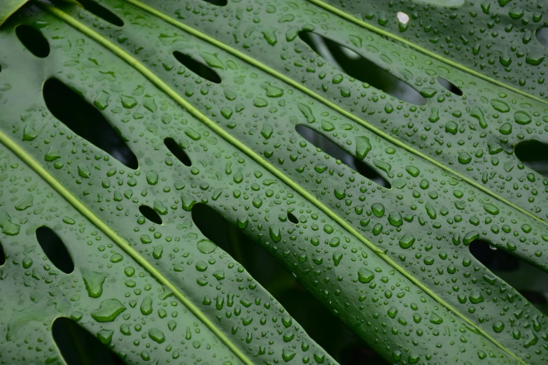 there is a green leaf with water drops