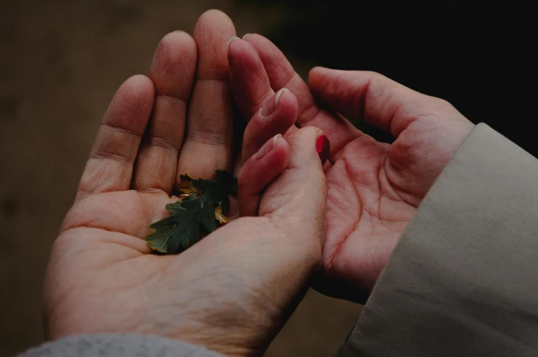 a person holding a leaf that is still intact