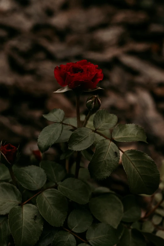 a red rose that is growing on the side of a tree